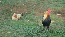 Why Roosters Don't Go Deaf From Their Crows