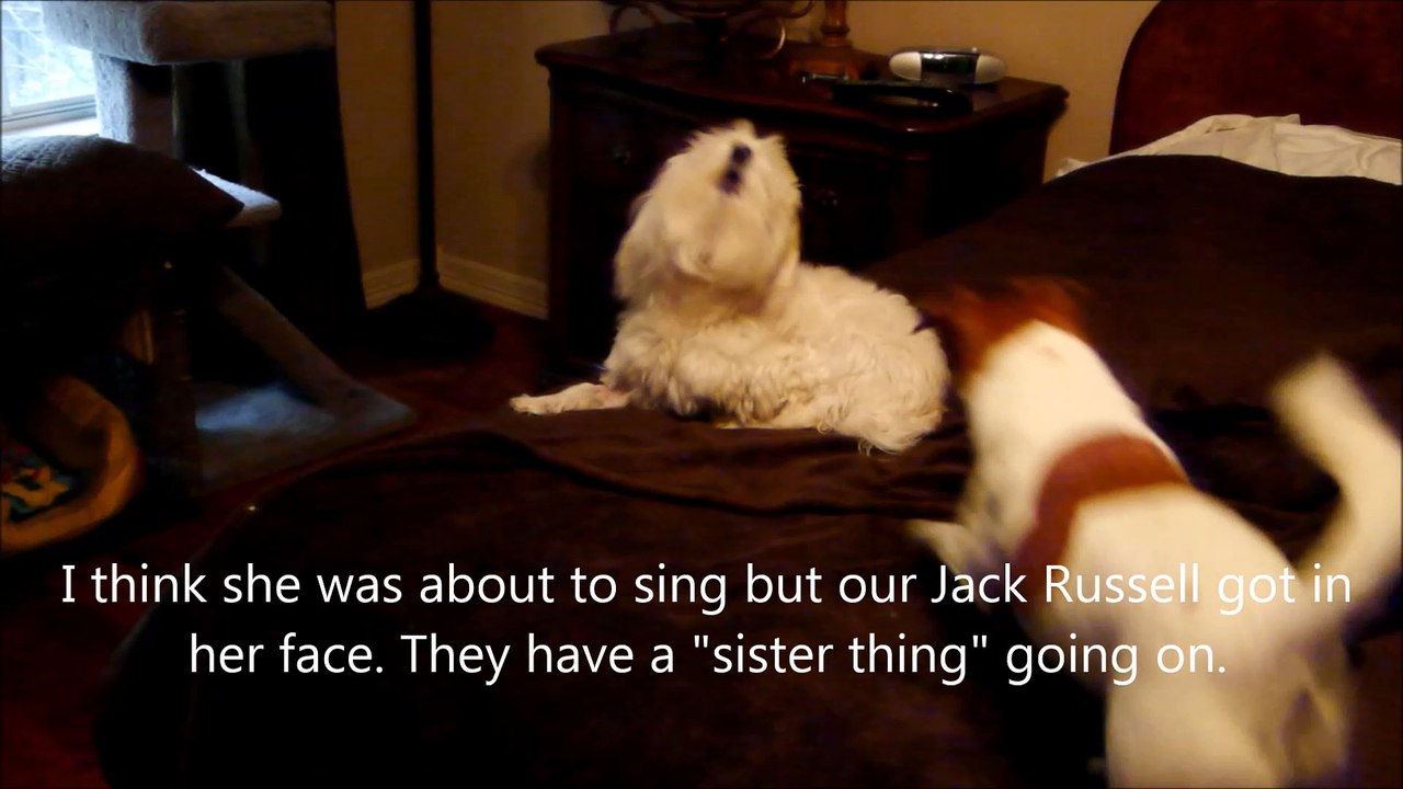 Coton de Tulear says I don't want to