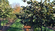 Eastern Pa Landscapes Use These Common Trees and Shrubs