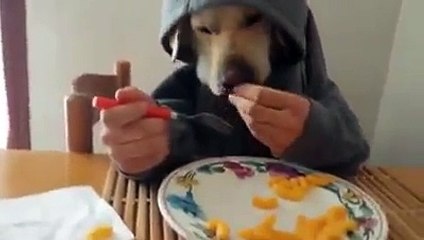 Hombre perro comiendo
