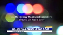 Woman Calls 911 Saying Home Intruder Broke in Through Doggy Door