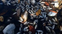 Mortandad de peces en río Lempa crea alarma en Centroamérica
