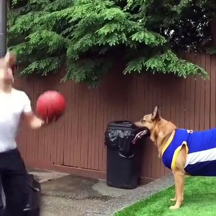 Merveilleux savoir-faire de ce chien