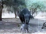Rinoceronte ataca con su cuerno