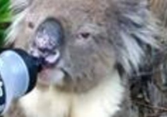 Thirsty Adelaide Koala Fed Water by Passing Cyclist