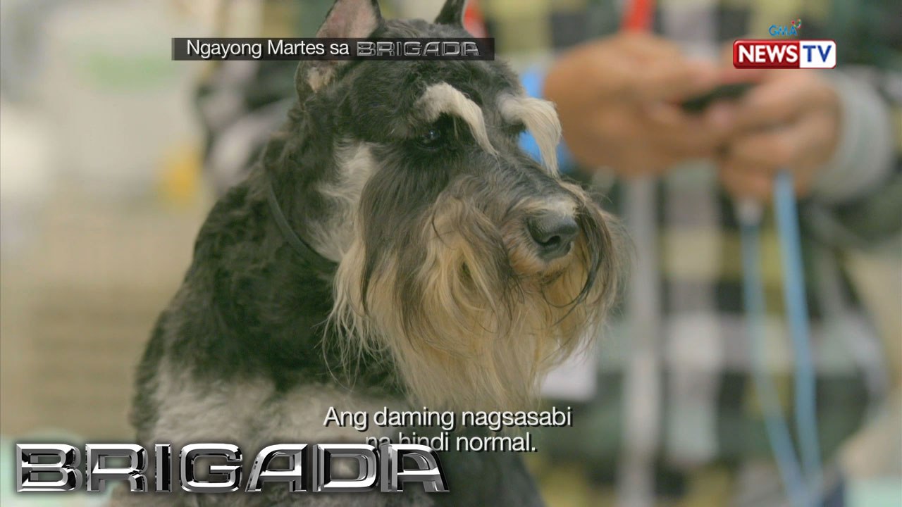 Brigada: Man's best friend