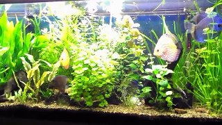 Basics of Maintaining a Fresh Water Planted Aquarium