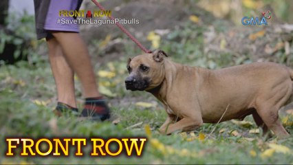 Front Row: Epekto ng illegal dog fighting sa mga aso, alamin