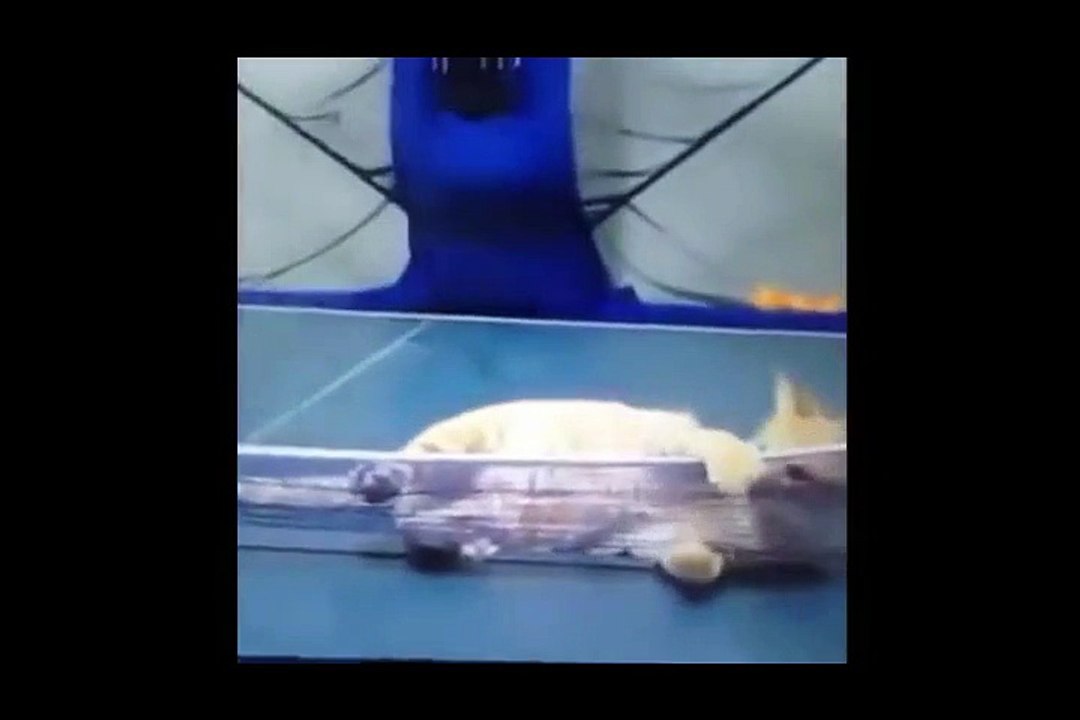 Funny cat compiltion