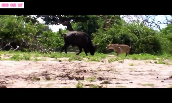 Thế Giới Động Vật Hoang Dã-Cuộc Chiến sinh tử Giua Trau Rung va Su tu