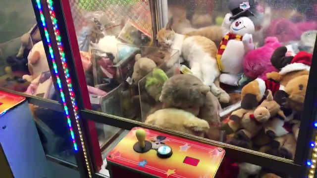 Sieste d'un chat dans une machine à la fête foraine !