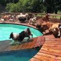 Cette meute de chiens fonce en même temps se baigner !! Panique à bord !
