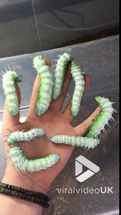 Porteriez-vous ces énormes chenilles dans votre main ?