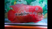 King kamfa flowerhorn fish