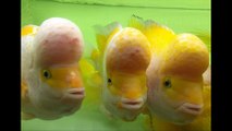 Kinh kong flowerhorn fish