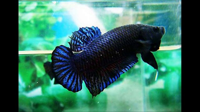 Short tail betta fish