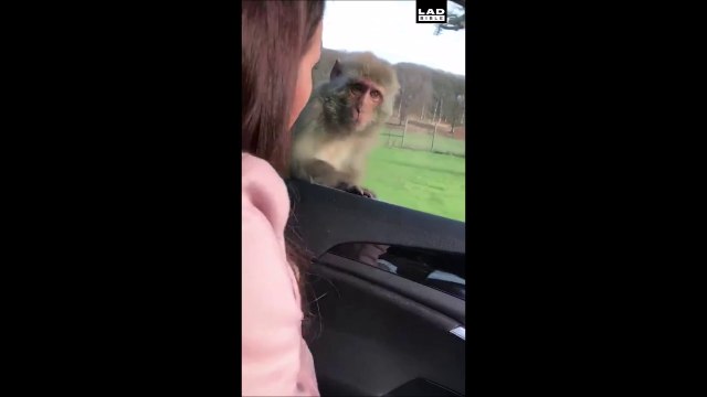 Quand tu vois ta tête dans le miroir pour la première fois de ta vie... Singe trop drole