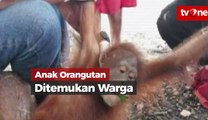 Anak Orangutan Ditemukan Terpisah dari Induknya