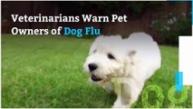 Veterinarians Warn Pet Owners of Dog Flu