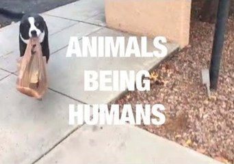 Animals Being Humans