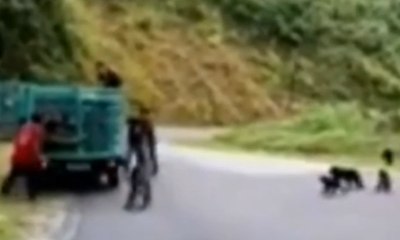 Aksi Pencurian Monyet di Sulteng Terekam Kamera Amatir