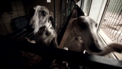 Galgos entre el amor y el odio capítulo 3