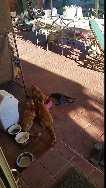 Un oiseau mange avec les chats