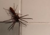 Wasp Kills and Attempts to Eat Huntsman Spider at Surry Hills Home