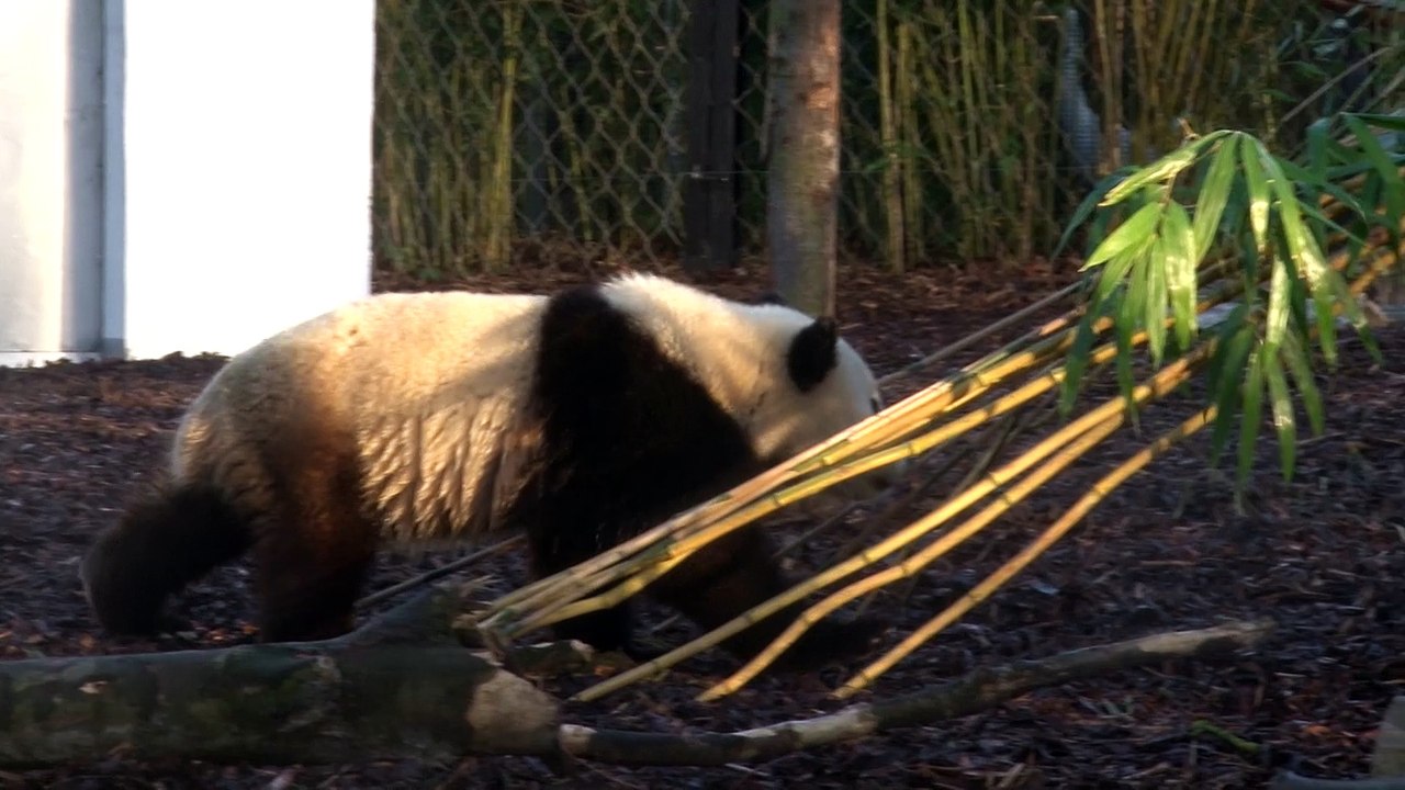 La nouvelle plaine de jeu du panda Tian Bao