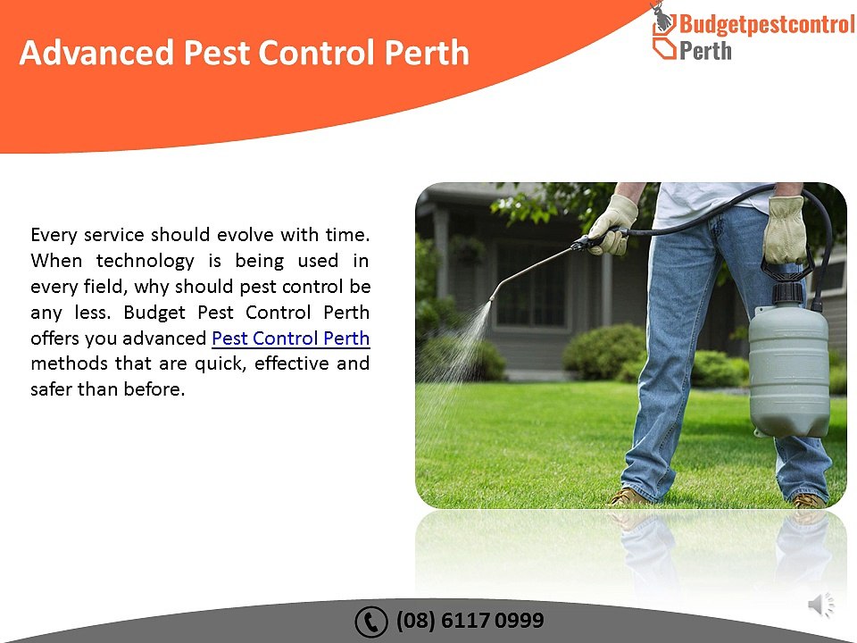 Spider Pest Control Perth, WA