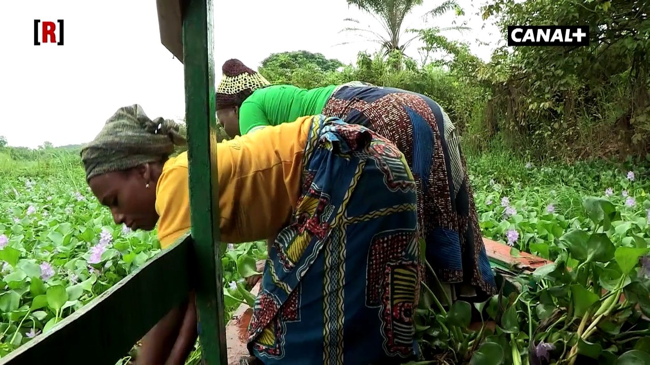 Bénin : une start-up transforme la jacinthe aquatique en produit dépolluant