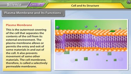 CBSE Class 9 Science Animated Video Lecture in English/Hindi : Cell and its Structure