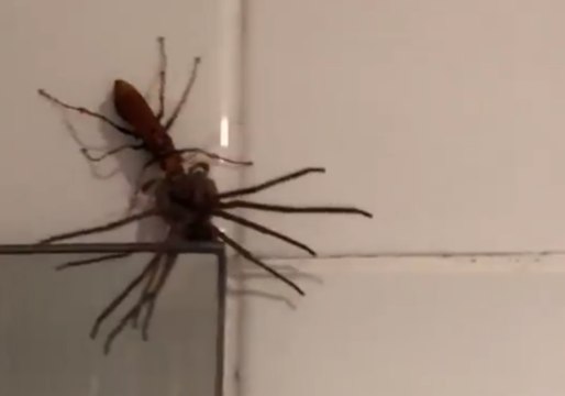 Wasp Kills and Attempts to Eat Huntsman Spider at Surry Hills Home
