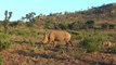 Rhino vs Lion Fight - Most Amazing Wild Animal Attacks - Animal Fights HD