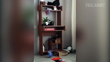 Cats that came to f$K sht up!!