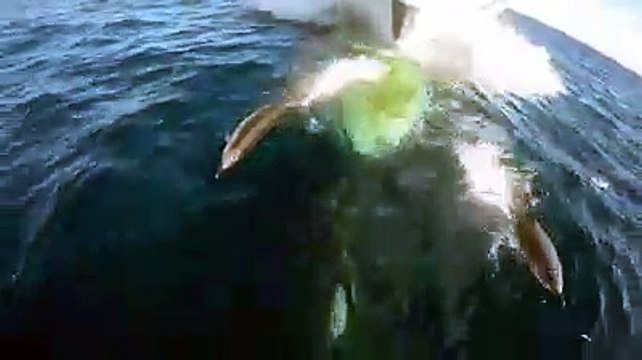 Ce dauphin joue à sauter devant la proue d'un bateau... Images magnifiques
