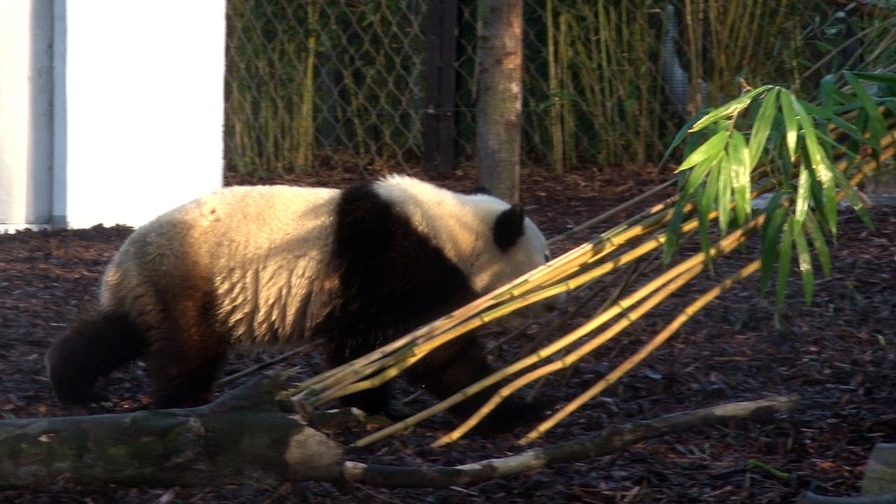 Tian Bao prend son indépendance !