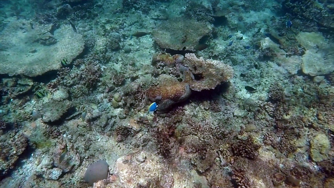 Maldives Snorkel