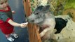 Контактный зоопарк в Москве. Видео про животных для детей Дикие и домашние животные и их детёныши
