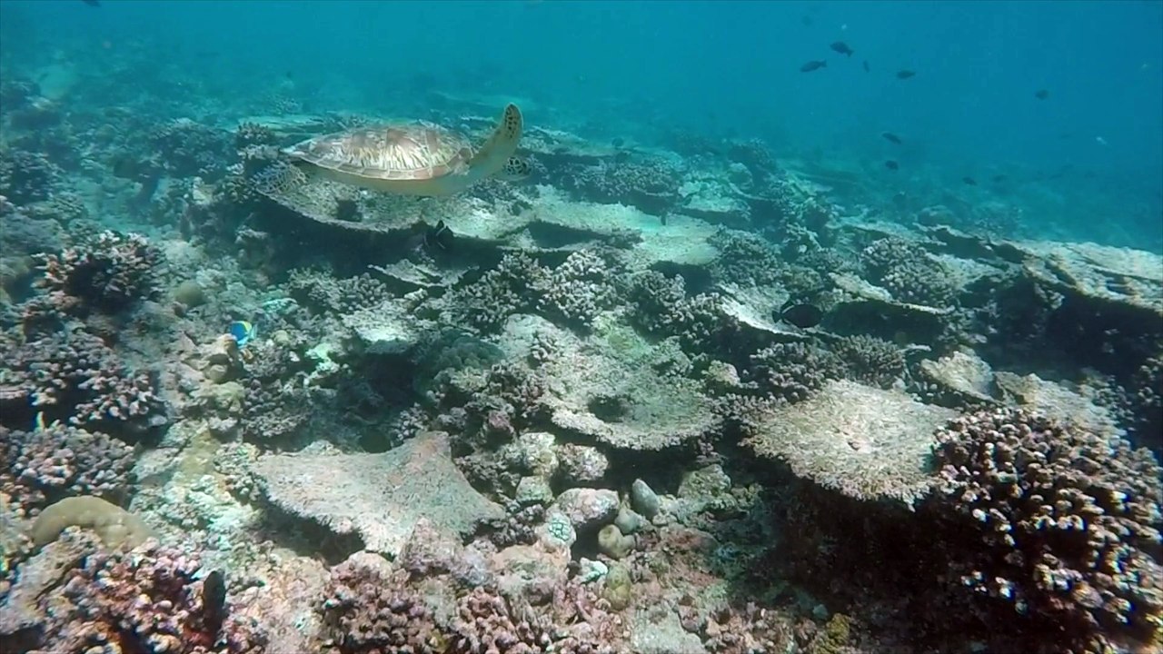 Green Turtle