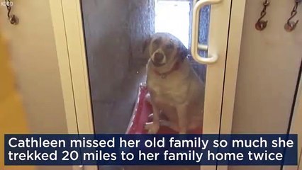 Un chien parcourt 30 km pour retrouver ses maîtres