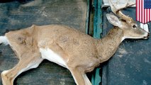 Brain-wasting zombie deer disease could strike humans next