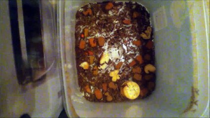 Dermestids Attagenus Unicolor Colony Vid #355-1