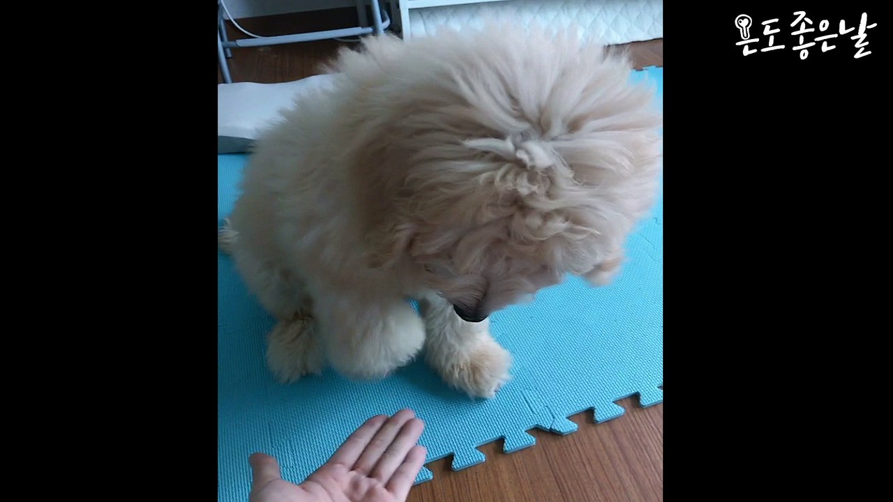 Cute and adorable Dogs Training