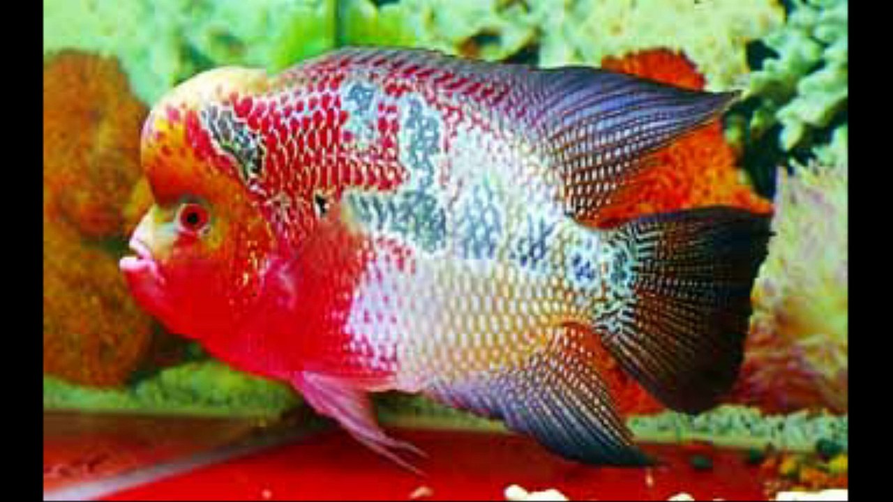 Mystic flowerhorn fish