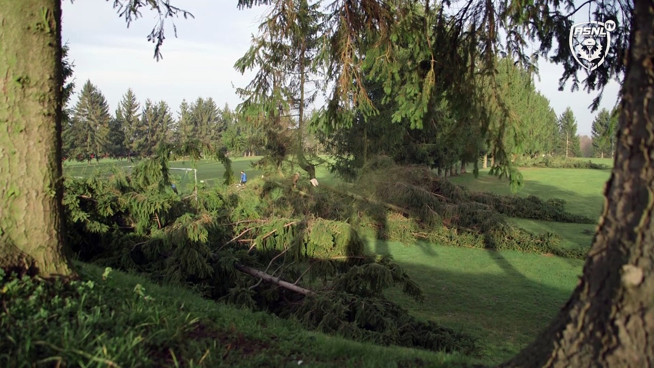 Des sapins sur le terrain