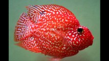 Red texas flowerhorn fish