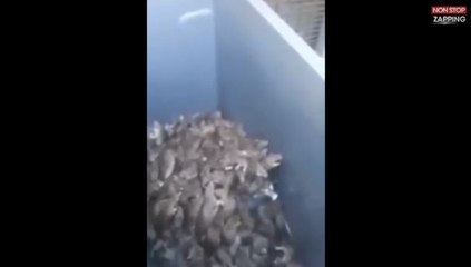Paris : Les éboueurs filment des dizaines de rats dans une poubelle (vidéo)