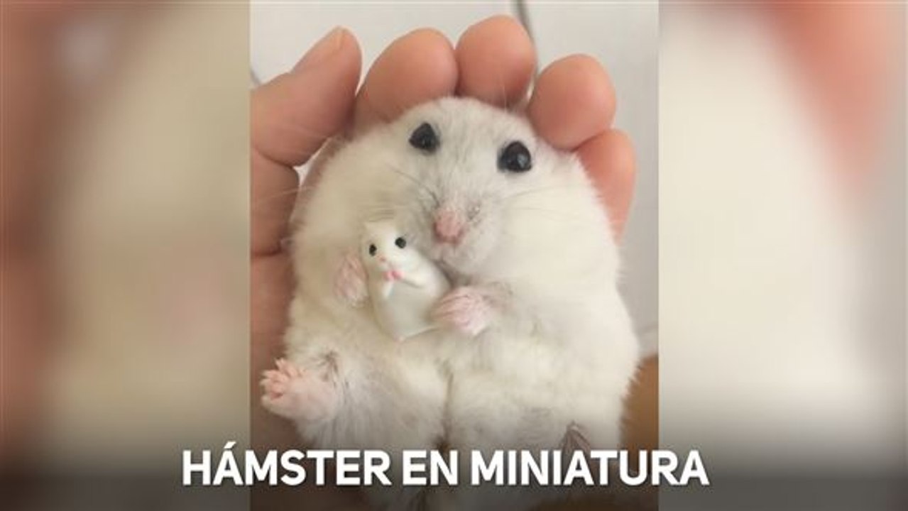 Si te gustan los hámsteres, mira a este con su peluche