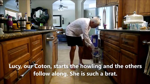 Coton de Tulear, Shih Tzu, Jack Russell Feeding Frenzy [360p]